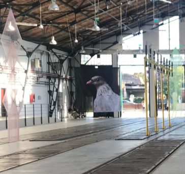 Agnieszka Polska, The Wayward Pigeon, 2019, Motif für den öffentlichen Raum und die Internet Präsenz der Art Encounters Biennial 2019, Installation im Tram Museum, Courtesy: die Künstlerin
