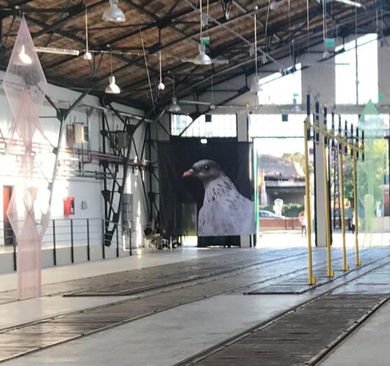 Agnieszka Polska, The Wayward Pigeon, 2019, Installation at Tram Museum, Motif for the public space and the website of the Art Encounters Biennial 2019, Courtesy: die Künstlerin