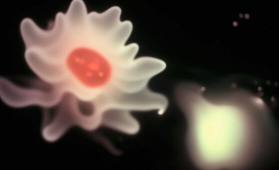 Agnieszka Polska, The Book of Flowers, 2023, 9'38", HD video, still, Courtesy the artist