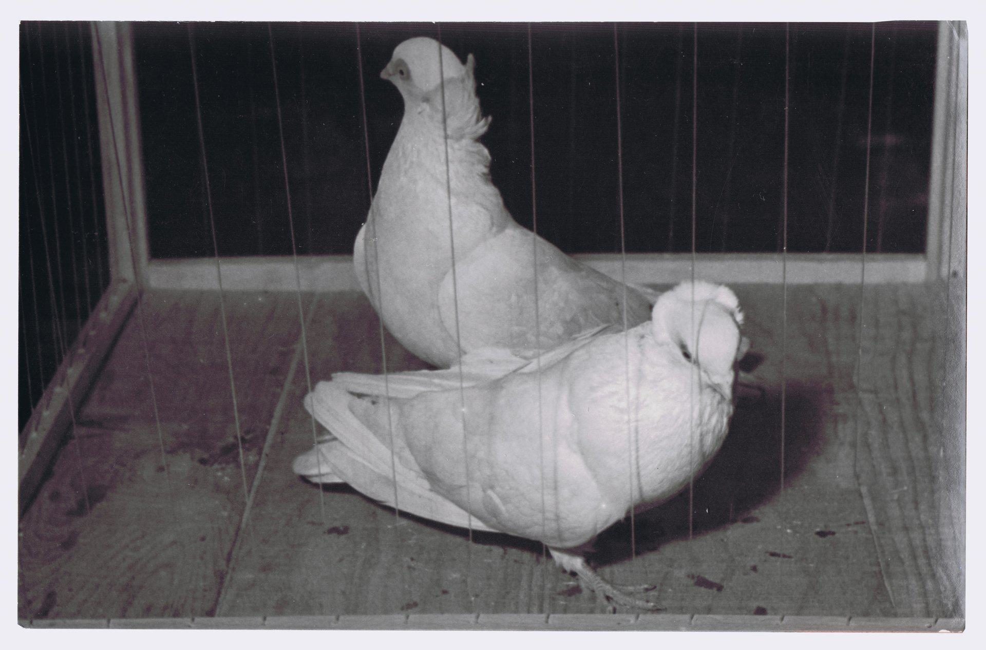 Petra Feriancová, Series Creator – From the Archive of O. Ferianc, New Breeds 1949-1952, 2008, (5/112)