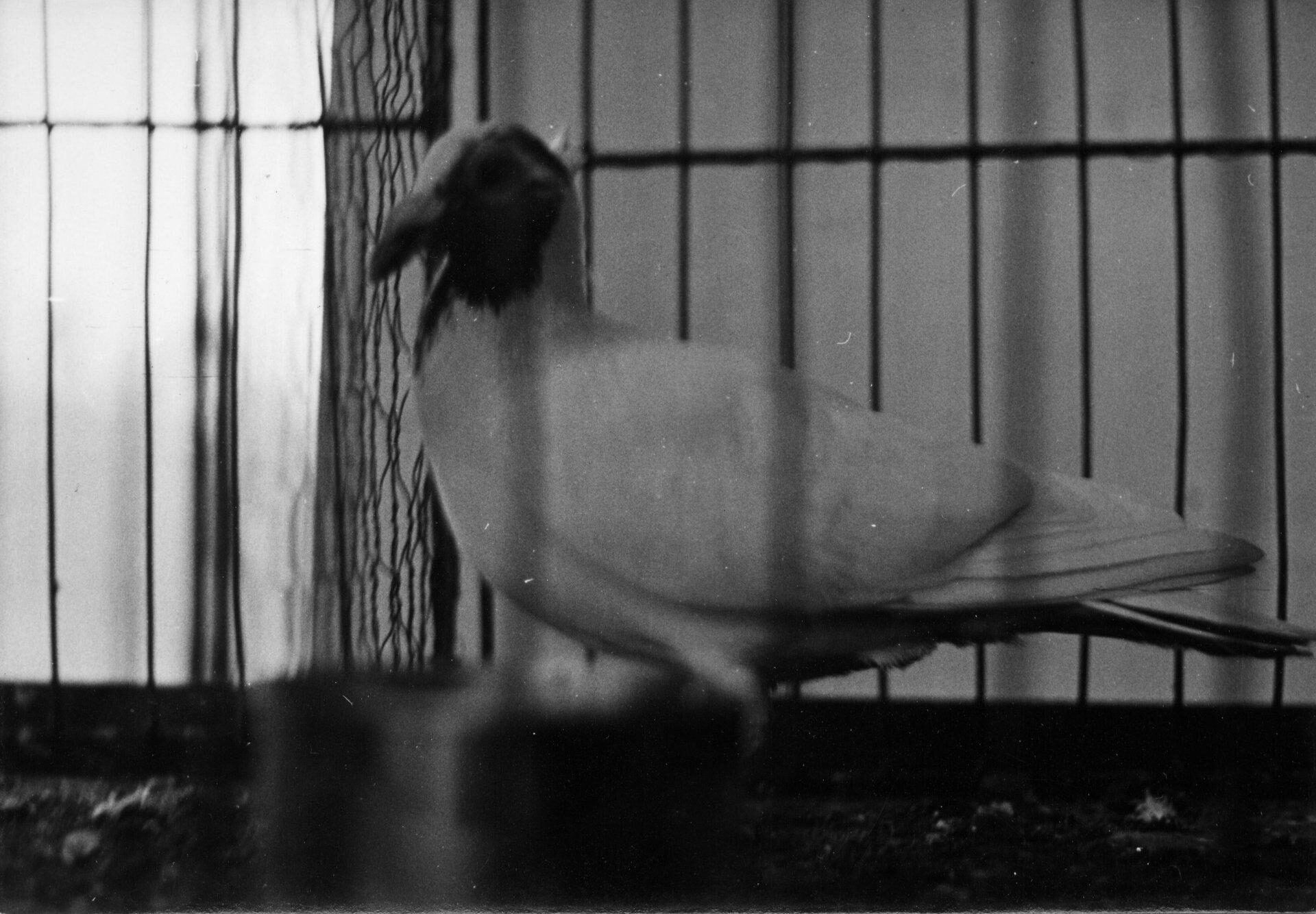 Petra Feriancová, Series Creator – From the Archive of O. Ferianc, New Breeds 1949-1952, 2008, (37/112)