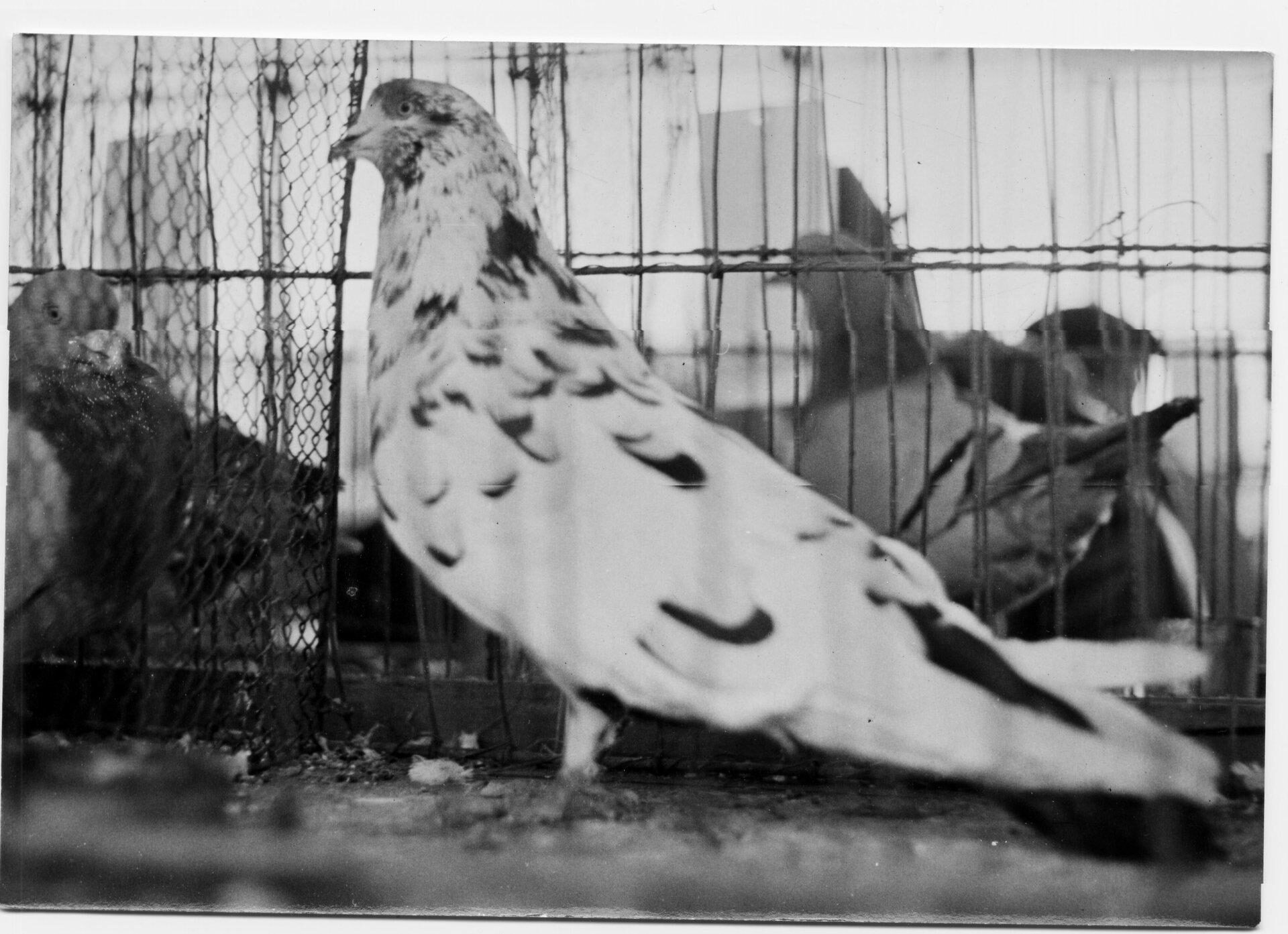 Petra Feriancová, Series Creator – From the Archive of O. Ferianc, New Breeds 1949-1952, 2008, (34/112)