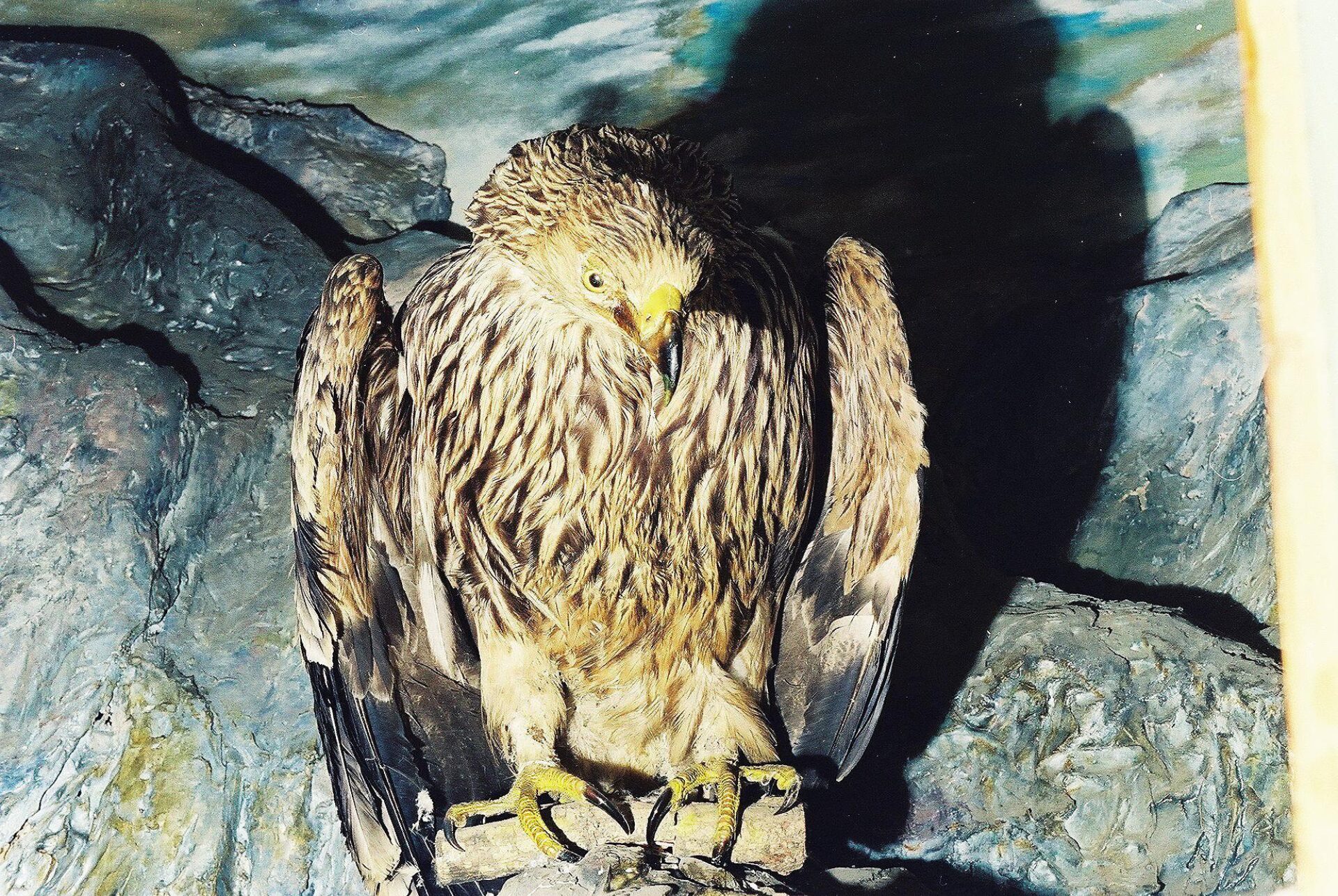 Petrit Halilaj, Special Edition (ex-Natural History Museum of Kosovo), 2013 (13/80)