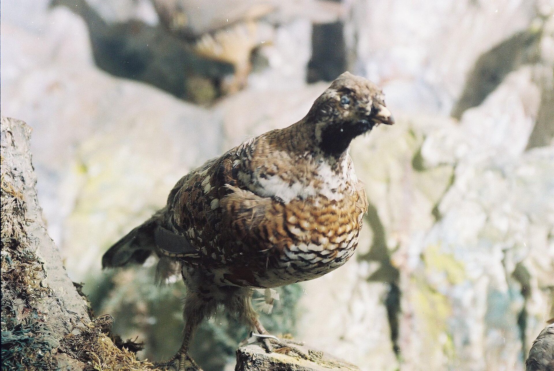 Petrit Halilaj, Special Edition (ex-Natural History Museum of Kosovo), 2013 (31/80)