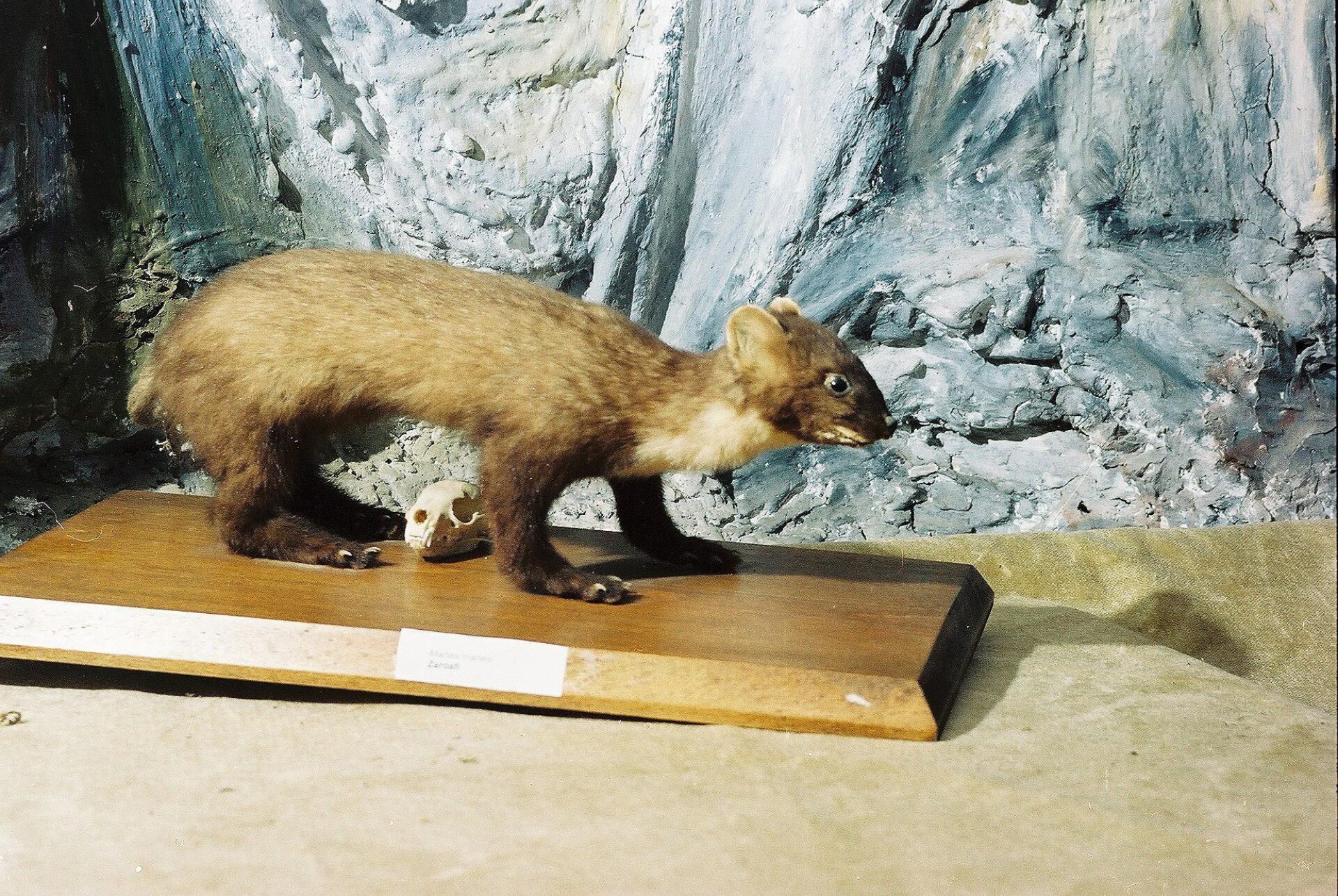 Petrit Halilaj, Special Edition (ex-Natural History Museum of Kosovo), 2013 (38/80)