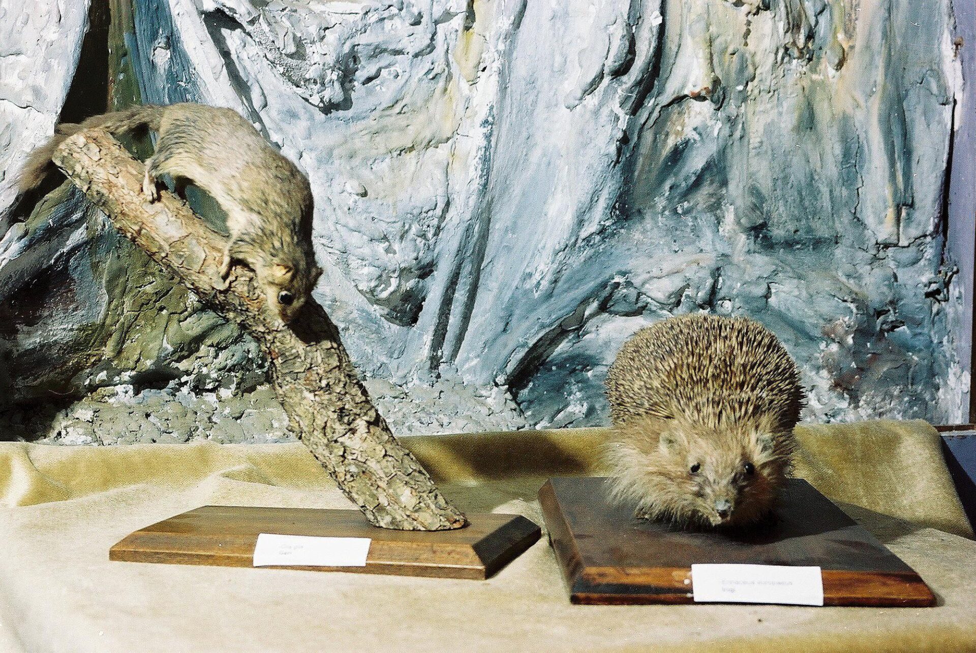 Petrit Halilaj, Special Edition (ex-Natural History Museum of Kosovo), 2013 (41/80)