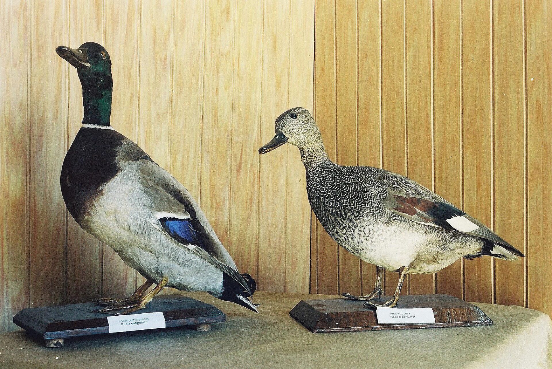 Petrit Halilaj, Special Edition (ex-Natural History Museum of Kosovo), 2013 (60/80)