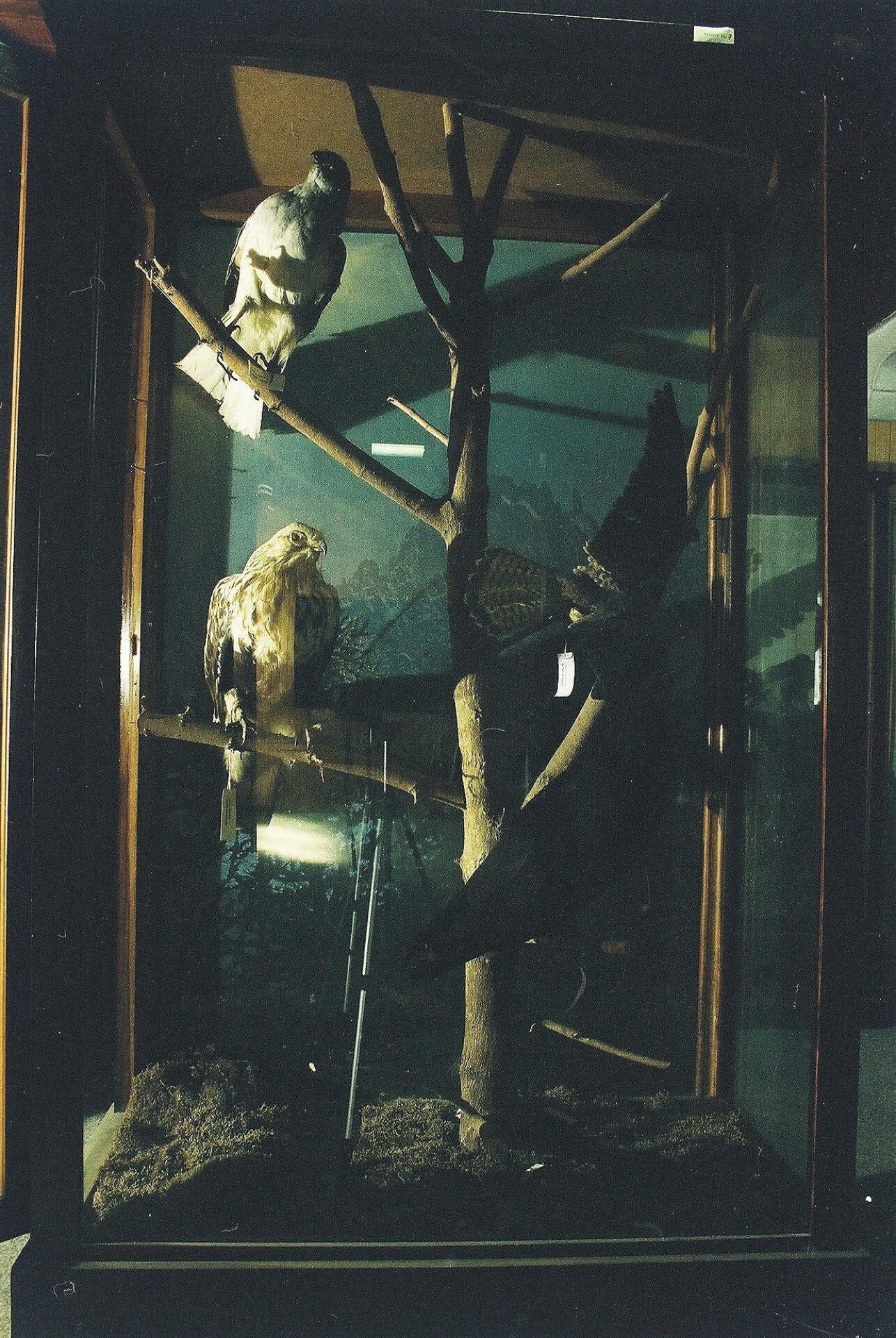 Petrit Halilaj, Special Edition (ex-Natural History Museum of Kosovo), 2013 (67/80)
